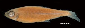 Media type: image; Ichthyology 20862   Description: Photograph of preserved specimen;